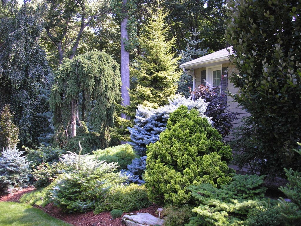 Tree & Shrub Planting in Eagan project 1