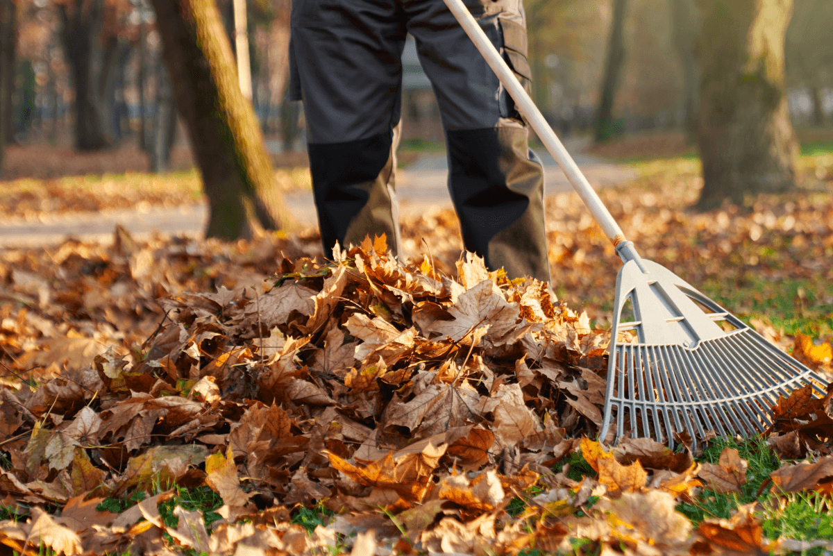 Leaf Removal in Lakeville