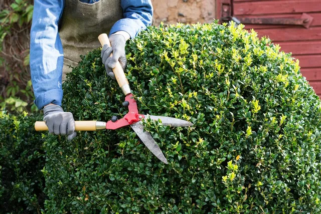 Shrub Trimming in Lakeville
